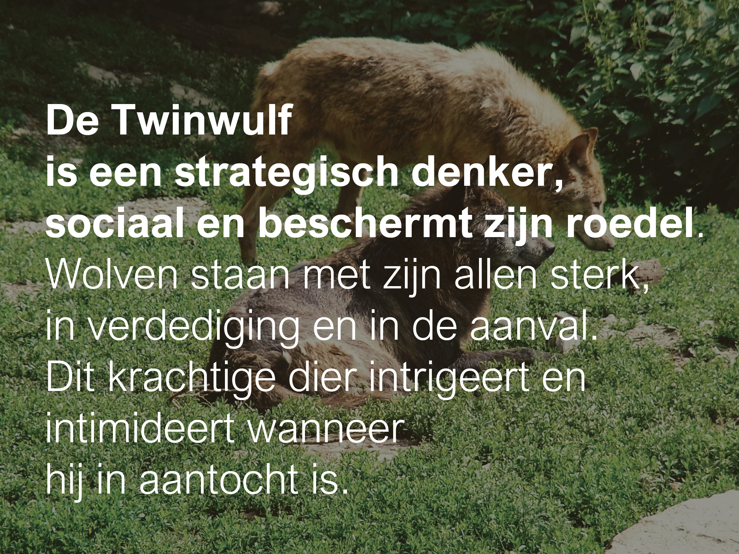 De Twinwulf is een strategisch denker, sociaal en beschermt zijn roedel. Wolven staan met zijn allen sterk, in bescherming en in de aanval. Dit krachtige dier intrigeert en intimideert wanneer hij in aantocht is.